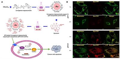 Tumor Microenvironment-Stimuli Responsive Nanoparticles for Anticancer Therapy